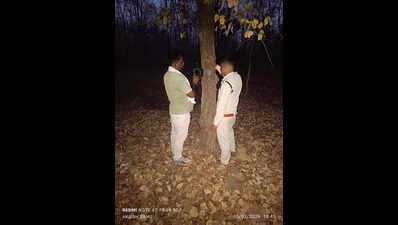 Pench staff roll out AI tool to monitor wildlife, prevent man-animal conflict