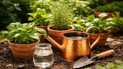can-copper-water-help-your-plants-grow-better-here-is-what-you-should-know.jpg