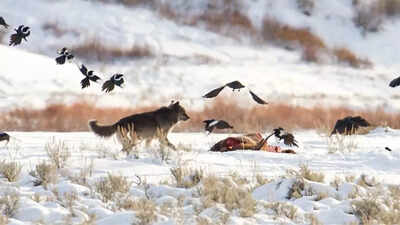 How ravens outsmart wolves using memory, not sight, and find the next kill