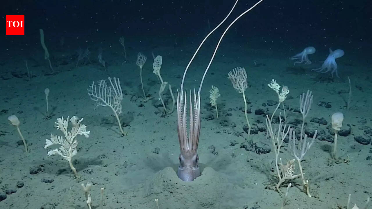 Scientists film deep-sea squid ‘turning into a tree’ 4 kilometres below the Pacific
