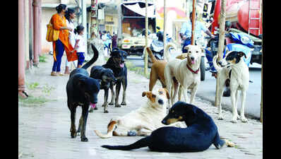 Rising rabies cases in Karwar trigger vigil along border