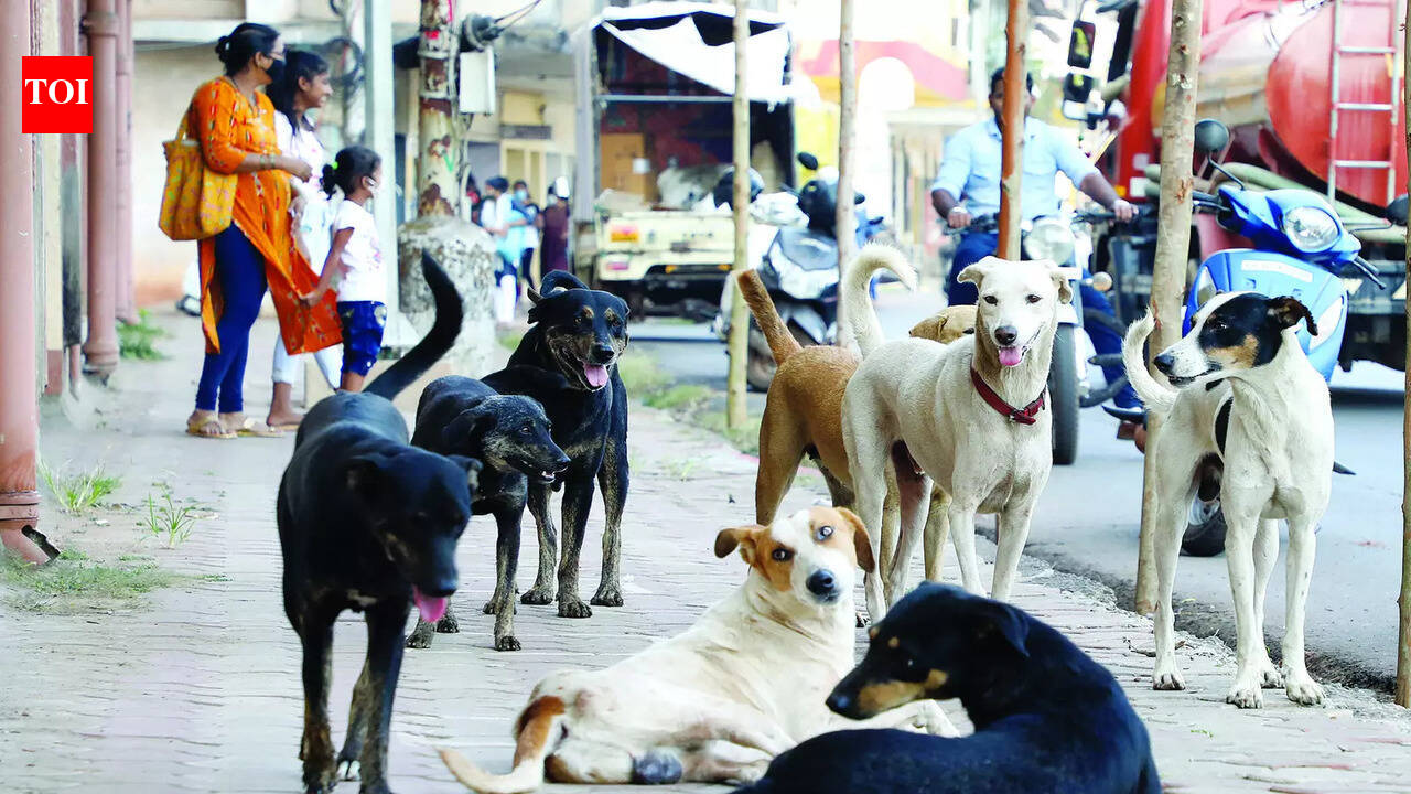Rising rabies cases in Karwar trigger vigil along border