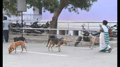 Rise in stray dog population on GMCH premises flagged