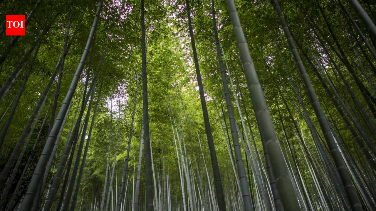 Brazil's new climate plan targets deforestation