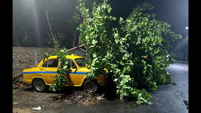 ‘Concretisation, low water table to blame for tree falls’