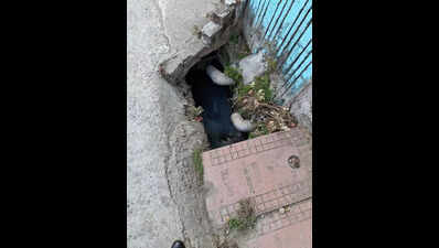 5 years on, sewer connections elude Dehradun locality