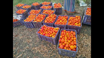 ORMAS provides market linkage to distressed tomato farmers