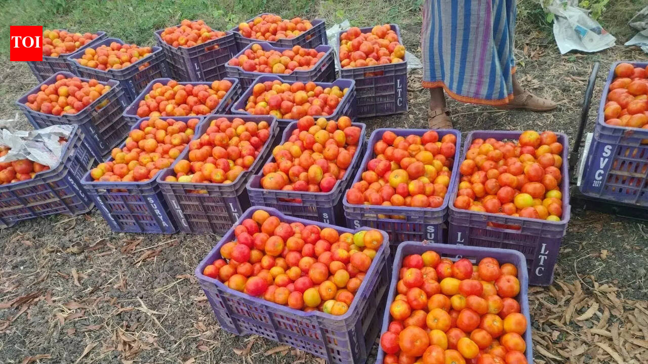 ORMAS provides market linkage to distressed tomato farmers