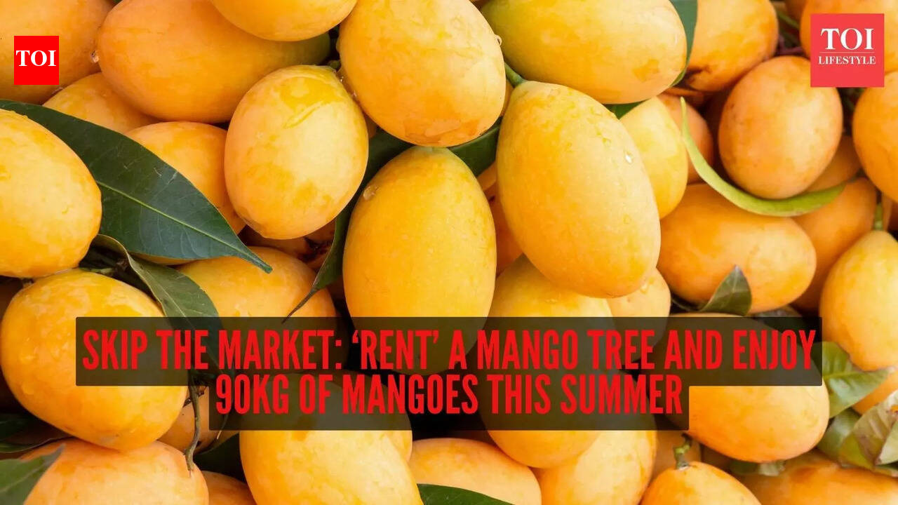 Skip the market: ‘Rent’ a mango tree and enjoy 90kg of mangoes this summer