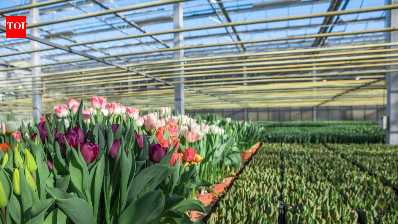From crypto to crops: Bitcoin mining heat warms a Dutch greenhouse for growing tulips