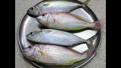 Karnataka’s reservoirs power fish on your plate with 4.5 crore fry