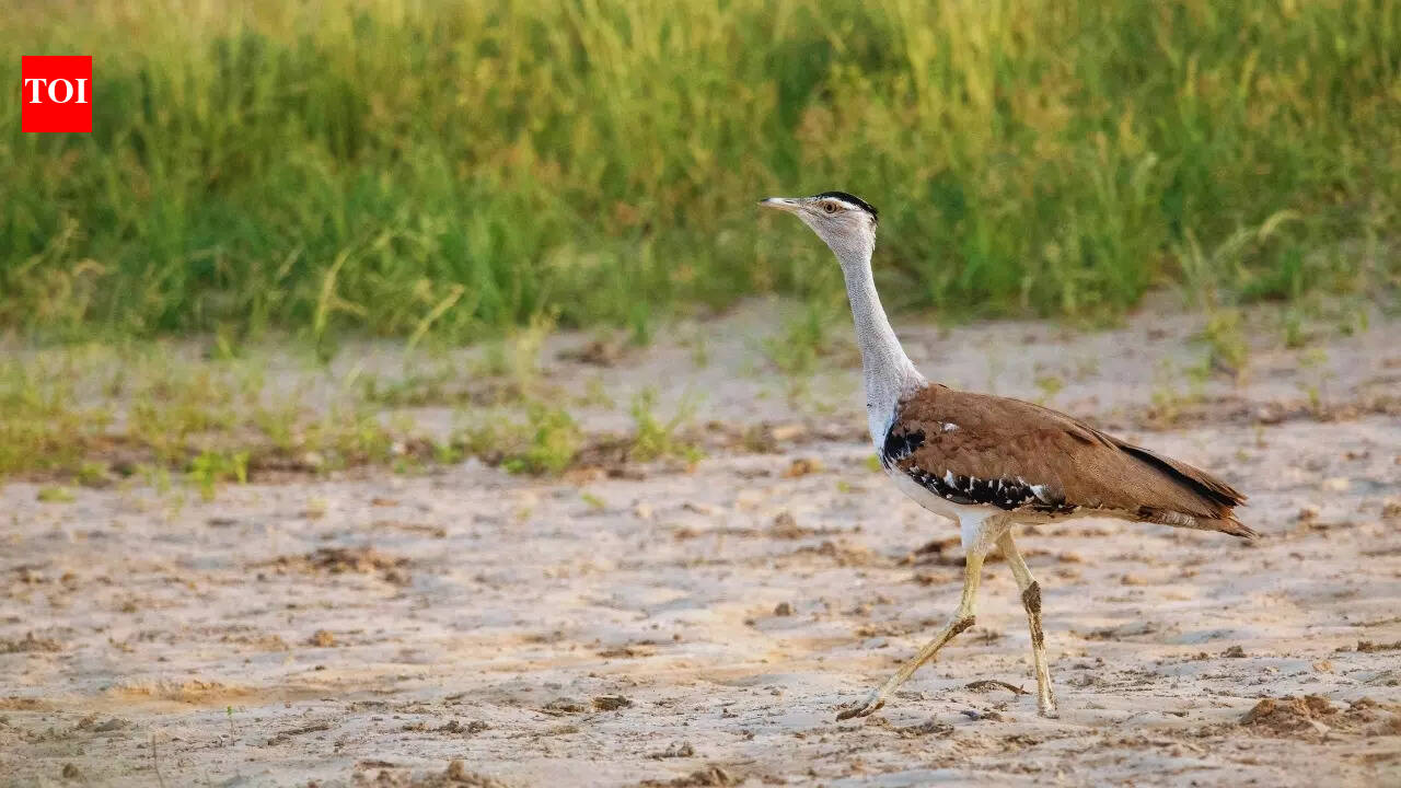 Why a rare desert bird in Rajasthan is at the centre of a Supreme Court case