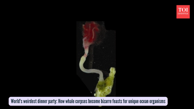  How whale corpses become bizarre feasts for unique ocean organisms