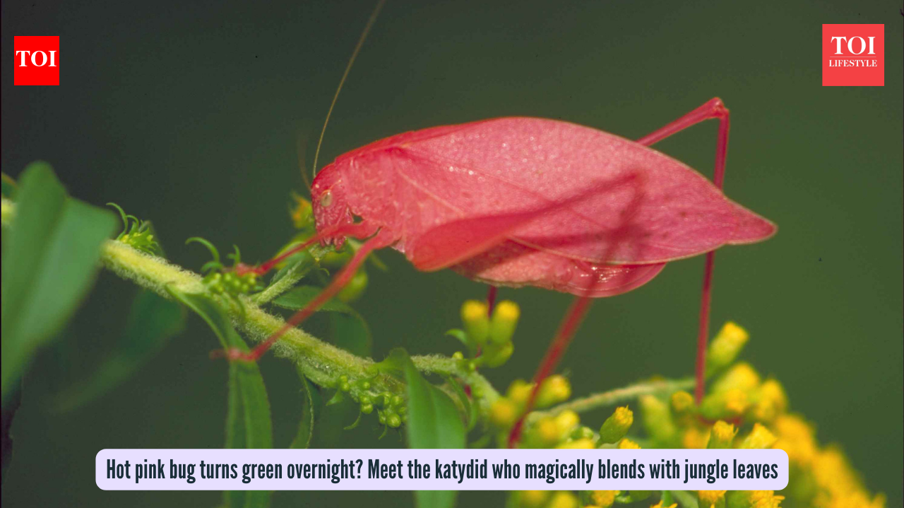 Hot pink bug turns green overnight? Meet the katydid who magically blends with jungle leaves