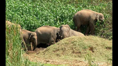 Odisha saw 344 elephant deaths in last 4 yrs: Forest min