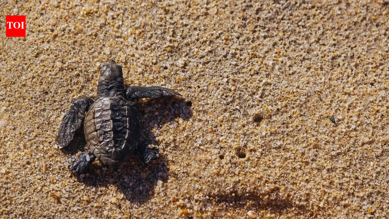 Watch: Olive Ridley hatchlings were just seen at Puri beach—here’s why it matter