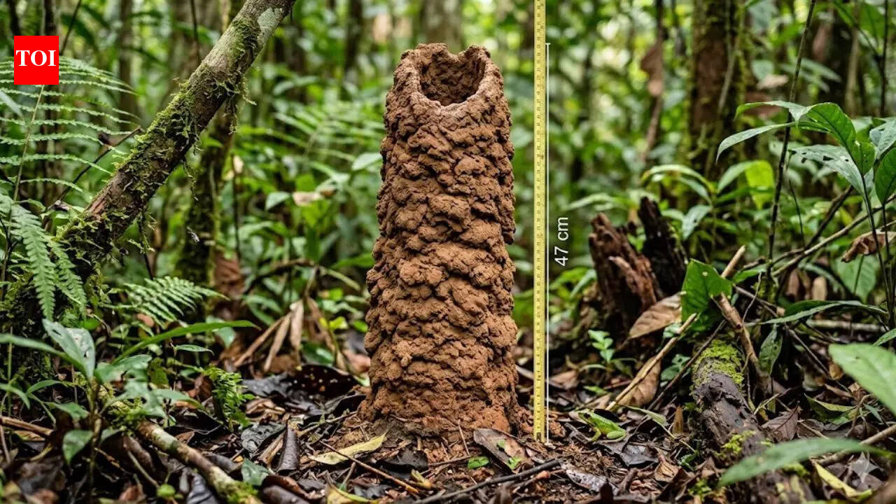 47-centimetre ‘cicada towers’ in the Amazon rainforest act like lungs; scientists crack the mystery using condoms