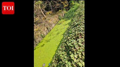 Data shows ‘zero oxygen’ stretches in Sal, sewage and waste choking lifeline