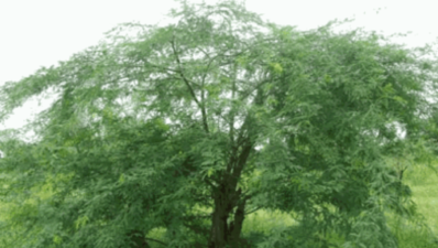 Madras high court declares war against invasive species seemai karuvelam