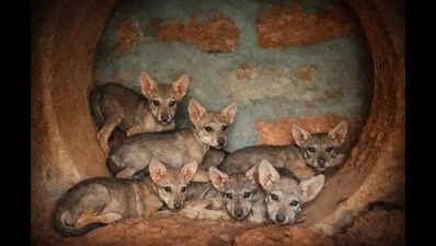 7 pups of wolf Geetha on display at Pilikula