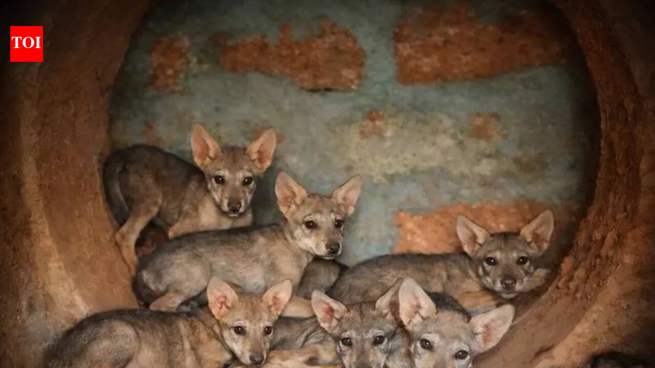 7 pups of wolf Geetha on display at Pilikula | Mangaluru News - The ...