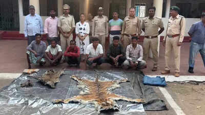  Tiger, leopard skins recovered, eight held