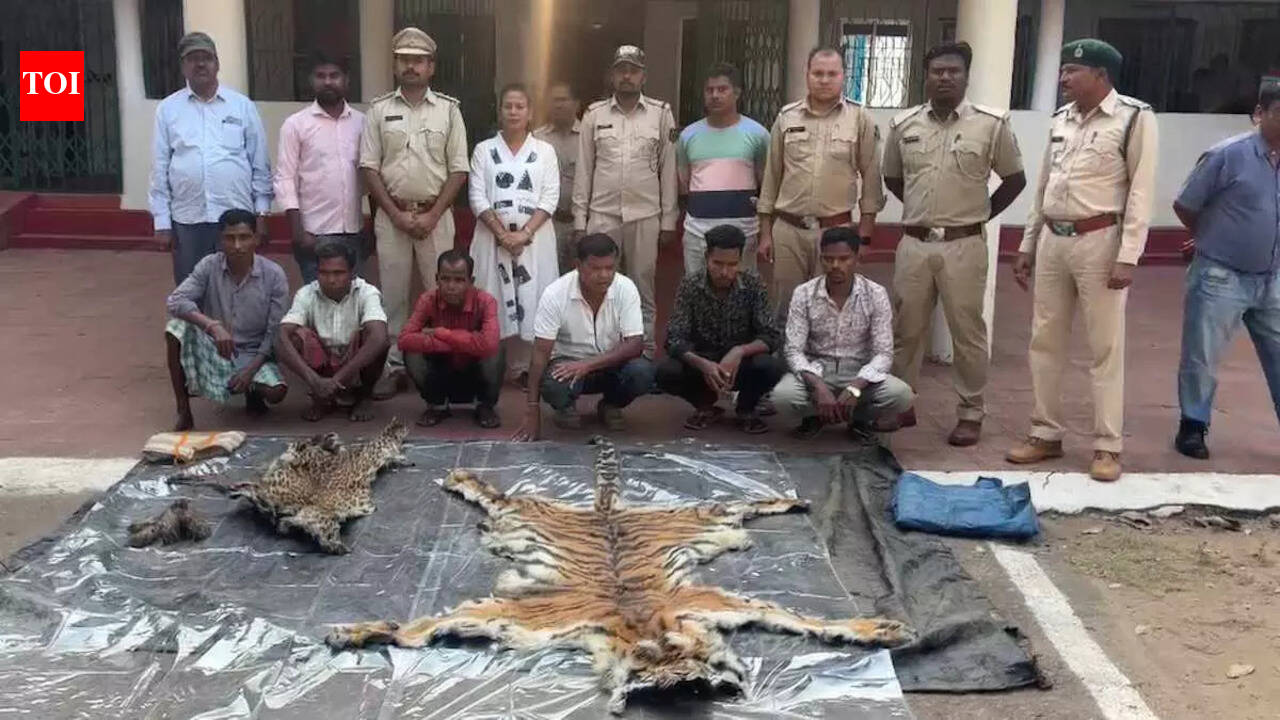 Big wildlife poaching in Bastar: Tiger, leopard skins recovered, eight held