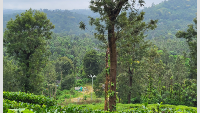  Encroachments Threaten Gudalur Elephant Corridor