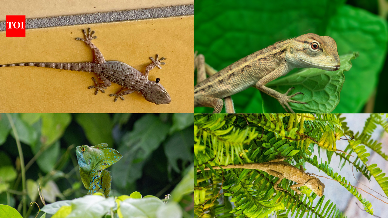 Say goodbye to lizards: 8 plants that keep your home pest-free