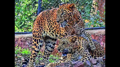Nandankanan to try leopard breeding with big cats from Gujarat