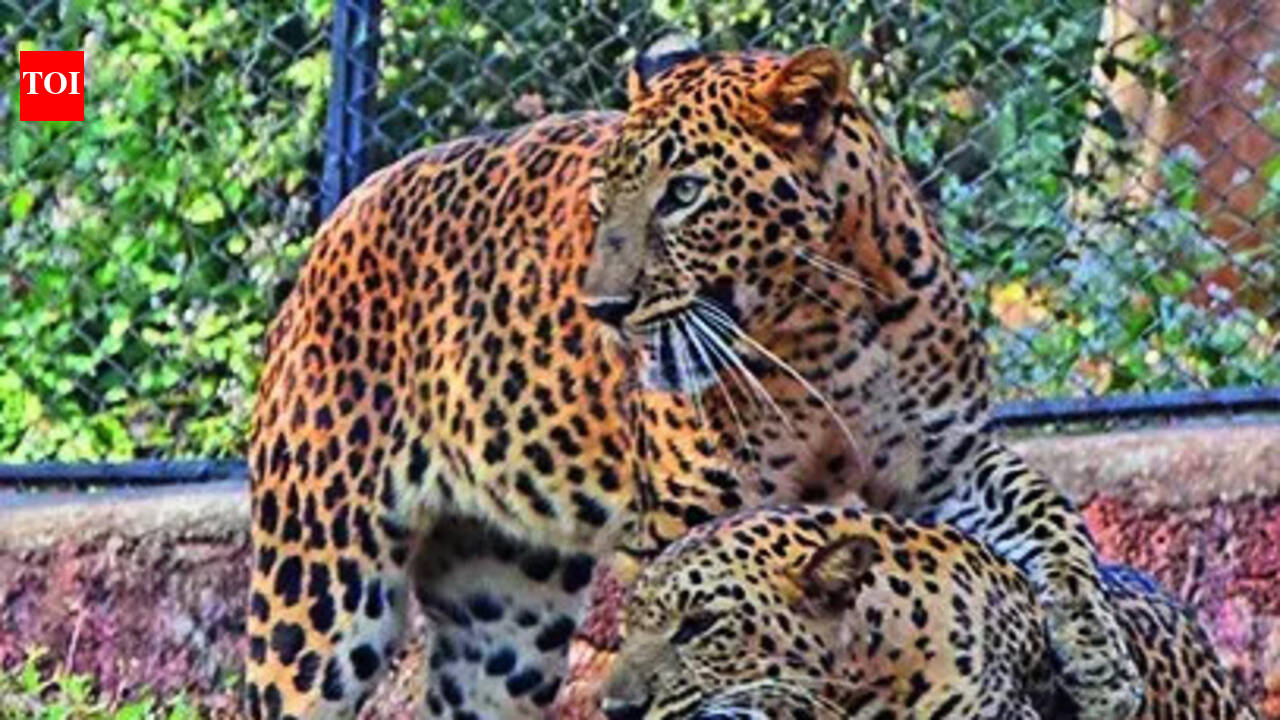 Nandankanan to try leopard breeding with big cats from Gujarat