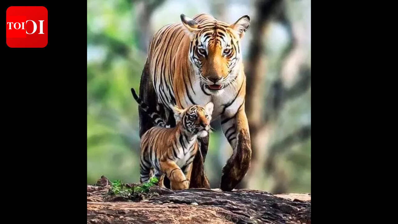 Illness or starvation suspected in VTR tigress death