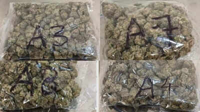  64 kg hydroponic weed worth Rs 64cr seized, 4 held