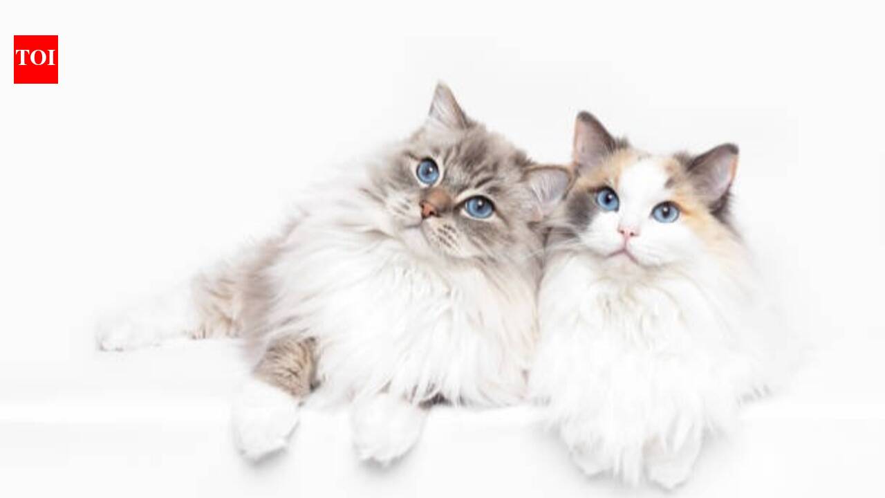 Ragdoll: 6 reasons why this cat breed is good for children