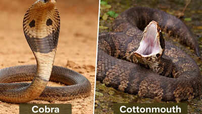  Which snake is deadlier? Venom, behaviour, and habitat compared