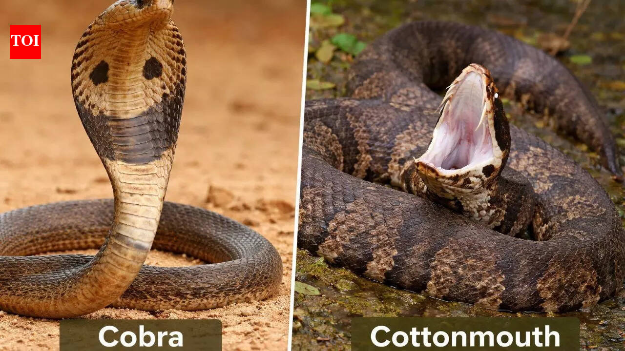 Cobra vs Cottonmouth: Which snake is deadlier? Venom, behaviour, and habitat compared