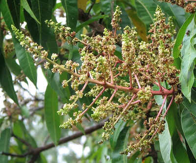 Mango tree full of ‘broom-like flowers’ but no fruit? Here’s why it’s a warning sign