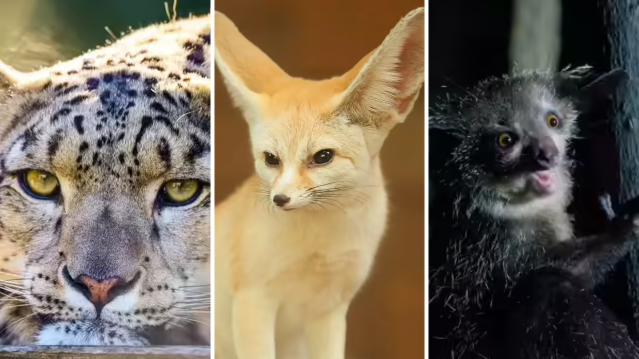 5 Nocturnal Animals Rarely Seen: Mysterious Creatures of the Night
