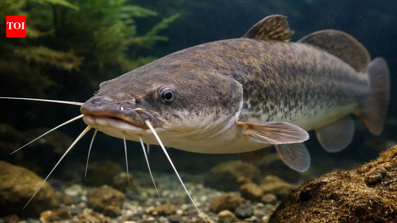 African sharptooth catfish seen walking on land; viral night footage stuns viewers