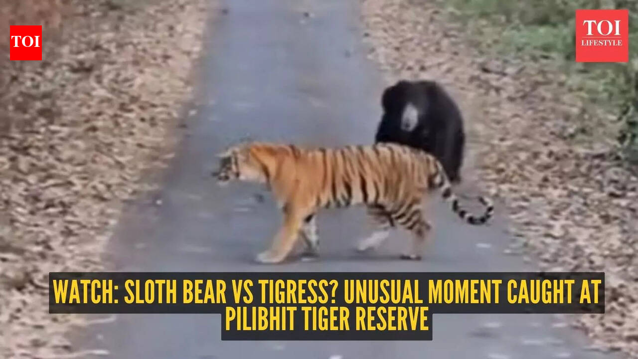 Watch: Sloth bear vs tigress? Unusual moment caught at Pilibhit Tiger Reserve
