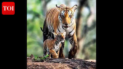 Tigress death in VTR signals risks during dispersal stage