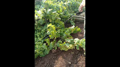 Rainfall damages crops on 248 hectares in Nashik dist