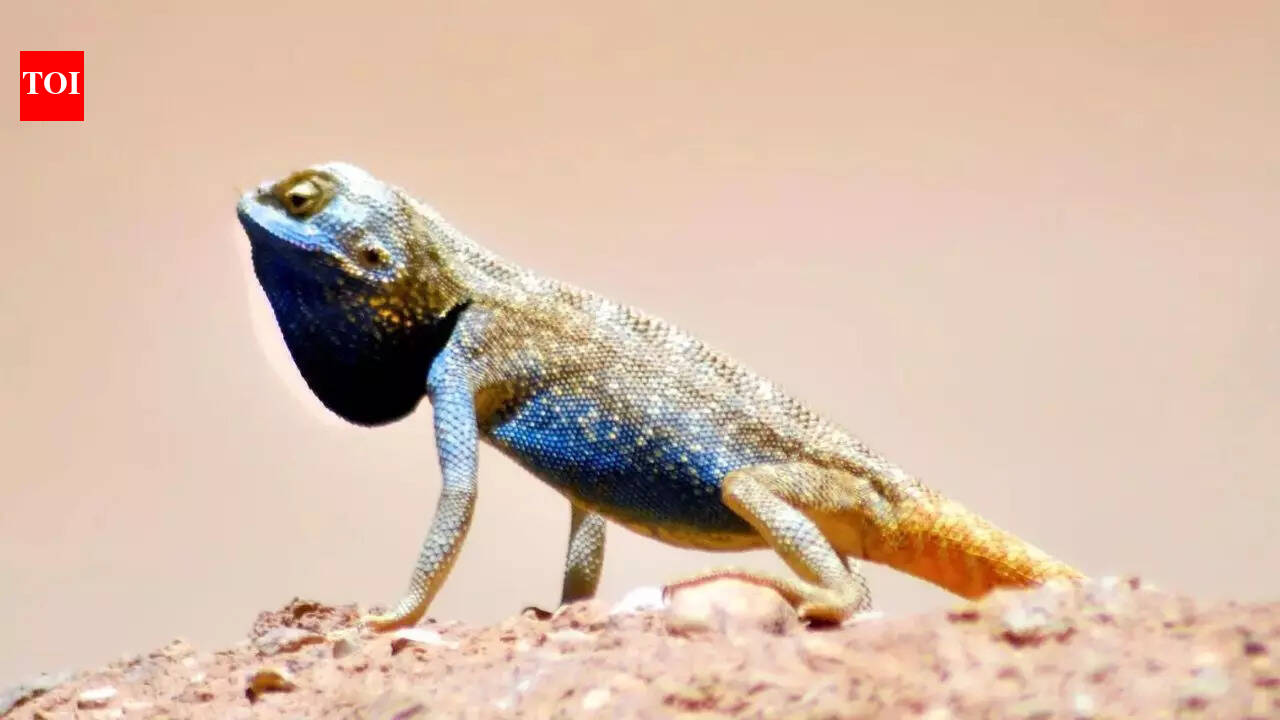 Rare ‘Pale Agama’ lizard spotted in Saudi Arabia’s desert: A sign of thriving wildlife