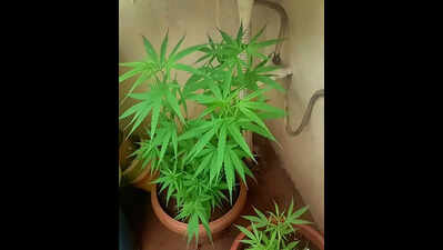 Two men held with 23kg of ganja in bags