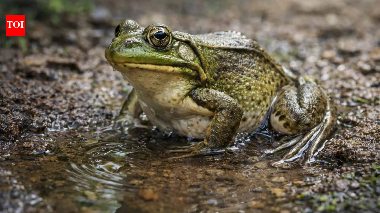 How frogs drink water without using their mouths; the science will shock you