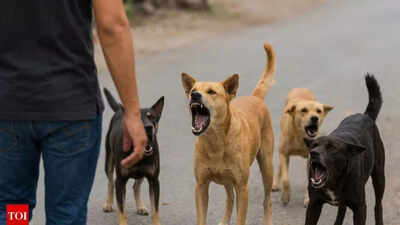 BMC launches drive to collect statistics on feeding stray dogs