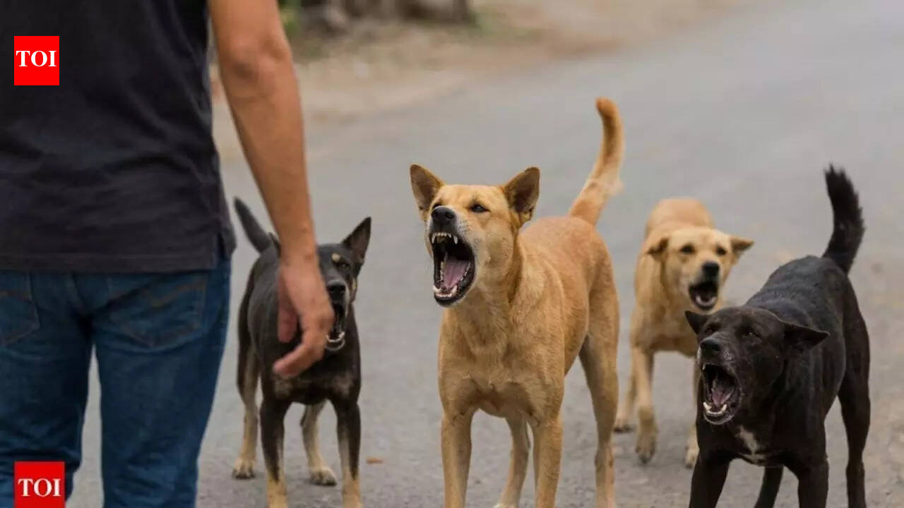 BMC launches drive to collect statistics on feeding stray dogs
