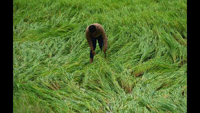 Fruits, wheat, green chickpeas over 1,400 hectares damaged due to unseasonal rain: State agriculture department