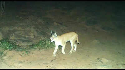 Rare caracal captured on camera in Bandh Baretha