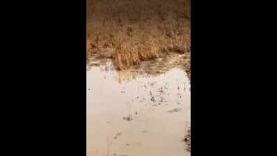 Unseasonal rain, hailstorm lash state, temperature falls by 9°C